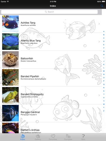 My Favorite Saltwater Fish