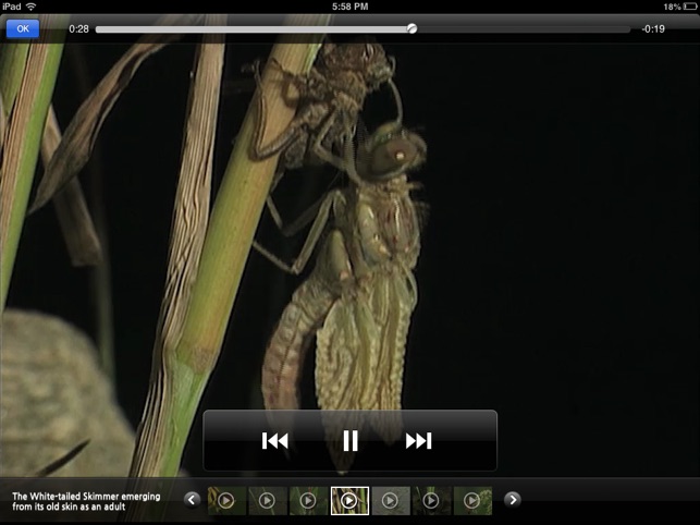 Meet the Insects: Water & Grass Edition(圖4)-速報App