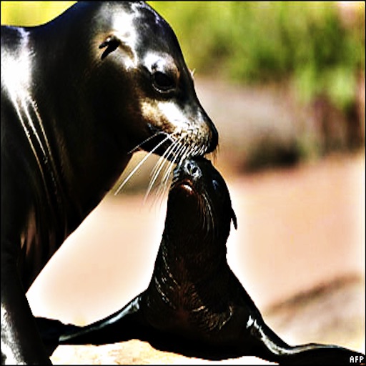 Sea Lions - Friendly Fun Loving Ocean Animals icon