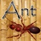 Who likes ants in the soup