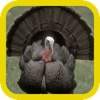 Turkey Hunter Gold