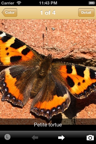 Butterflies screenshot 4