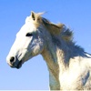 Horse Wallpapers HD for iPad