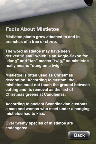 Mistletoe Kiss screenshot 3