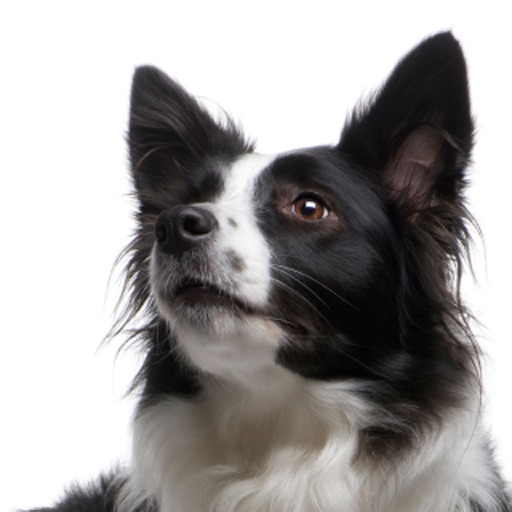 Collies - Border Collies and More icon