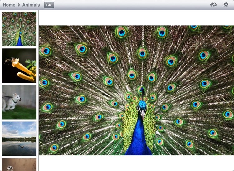 Photo Pad: Flickr - Sync Photos