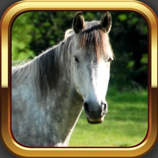 Irish Horsemanship - The Best Equestrian Horse and Pony App icon