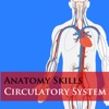 Anatomy Skills - Circulatory System