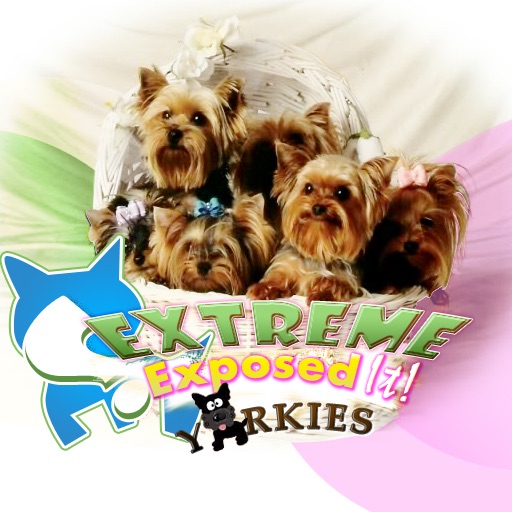 Yorkies!  : Extreme Expose It! icon