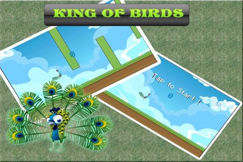 Peaky Peacock Flying Bird - Free 3d Game screenshot 2