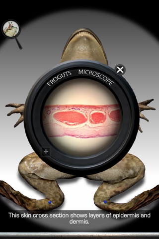 Froguts Frog Dissection for iPhone screenshot 3