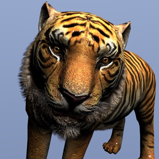 A Pet Tiger