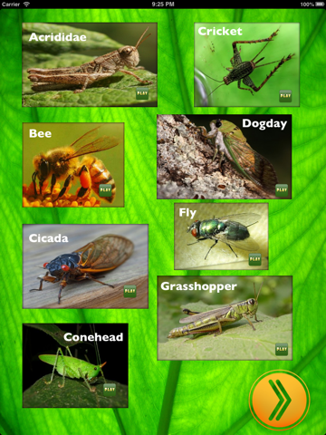 Insect Sounds for iPad screenshot 2