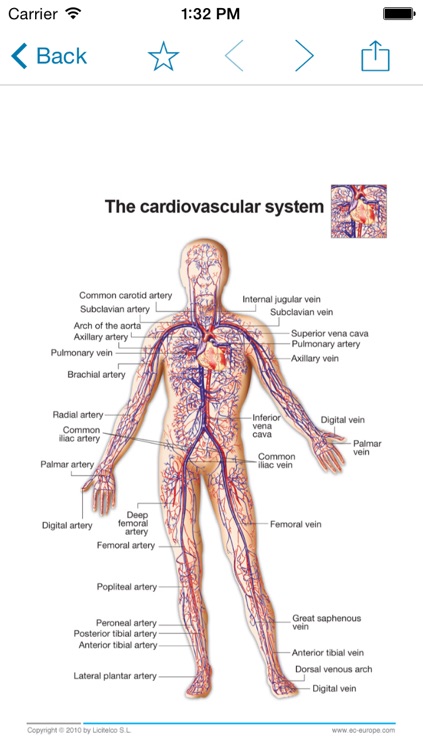 Miniatlas Cardiology