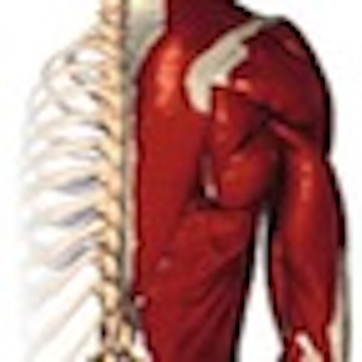 The Musculoskeletal System