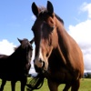 Horse and Pony Problems - Lessons in Horsemanship for Equestrians