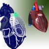 3D Heart HD