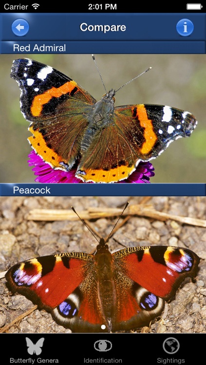Butterfly Id - The British Identification Guide to Butterflies