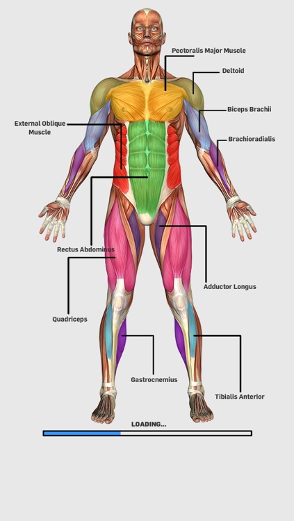 Muscular Anatomy Game Lite