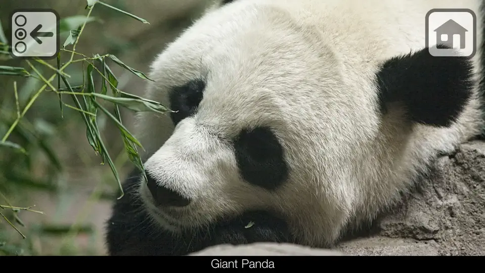 Capture d'écran de 100 Animaux Du Zoo sur iPhone 2