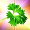 Magical Herbs Bible