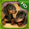 Dachshund Simulator - HD