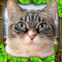 Stray Cat Simulator app download