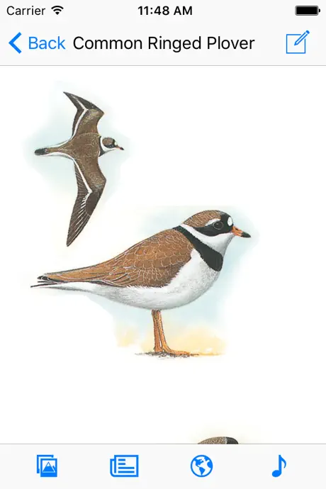 Birds of Western Palearctic