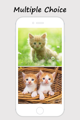 Kitty Wallpapers and Backgrounds screenshot 2