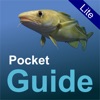 Pocket Guide UK Sea Fishing Lite