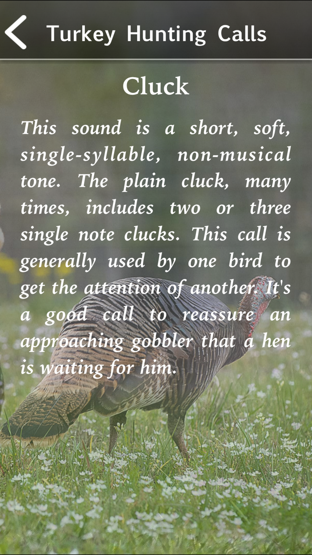 Turkey Hunting Calls!