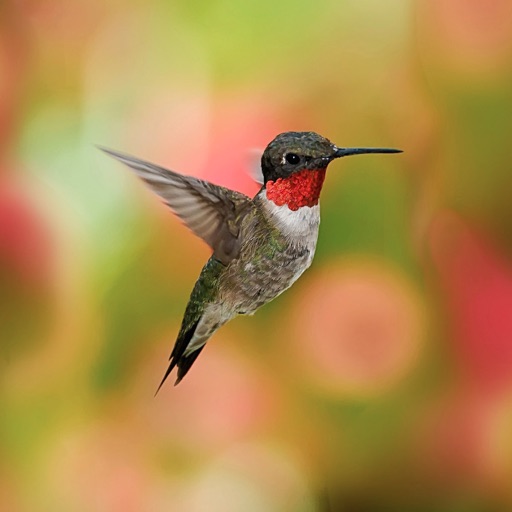 Hummingbirds Species icon