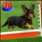 Dog Show Simulator 3D: Train puppies & perform amazing stunts