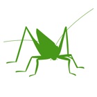 Orthoptera