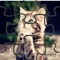 Cute Cat JigSaw Puzzle Game for Kids Free