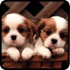 Cute Dog & Puppies-High Defination Wallpaper  Catalog