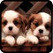Cute Dog & Puppies-High Defination Wallpaper  Catalog