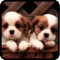 Cute Dog & Puppies-High Definition Wallpaper 
