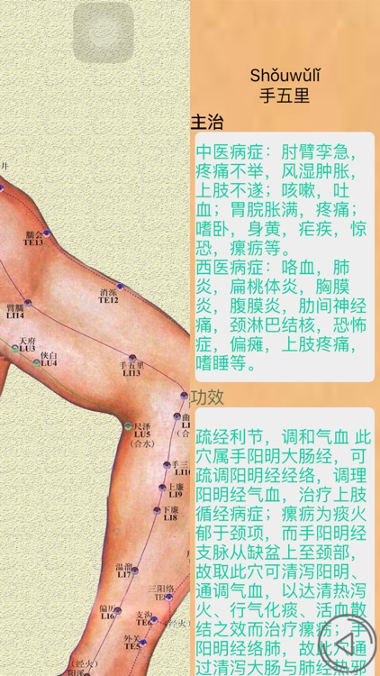 人体穴位－高清穴位交互图