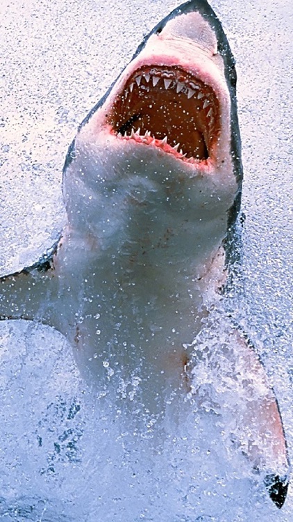 Shark Attack Survival: Great White & Tiger, Blue & Mako, Hammerhead & Whale