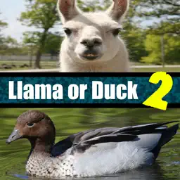 Llama or Duck Quiz 2 app icon