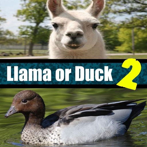 Llama or Duck Quiz 2 icon