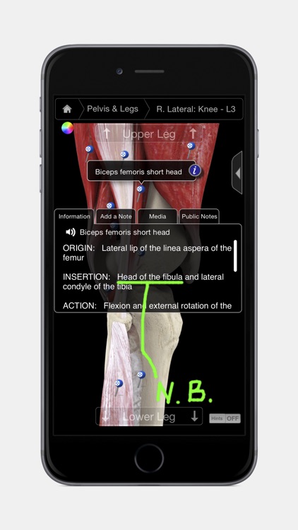 Muscle System Pro III - iPhone Edition