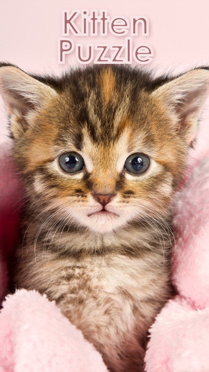 Kitten Puzzle HD
