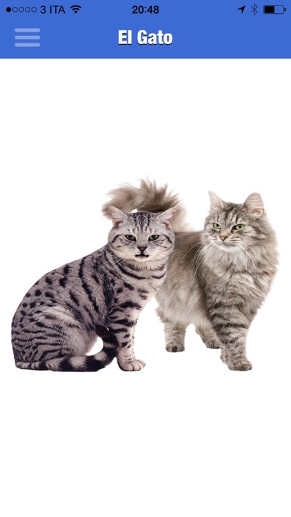 El Gato