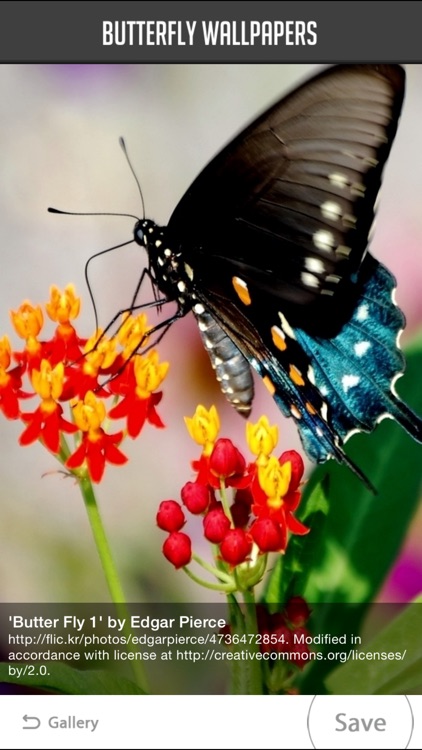 Butterfly Wallpapers! screenshot-3