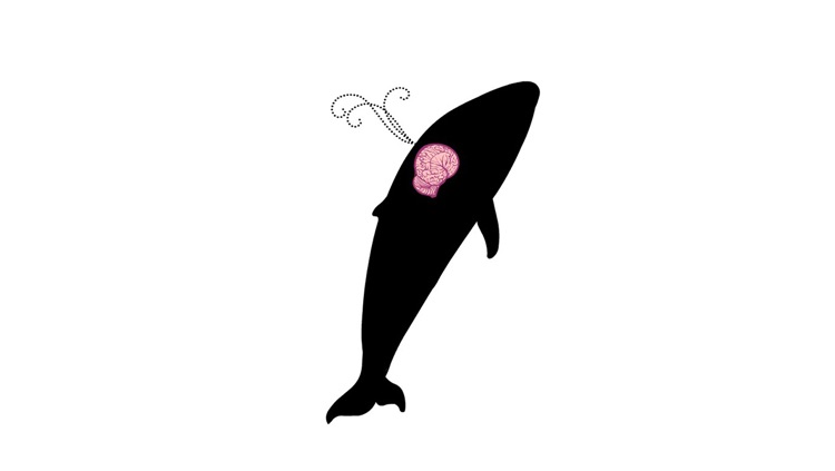 Morphonix™ : Brain Train
