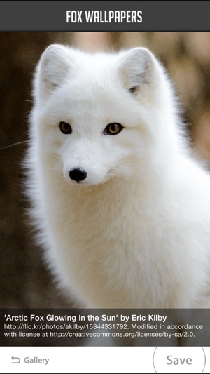 Fox Wallpapers(圖4)-速報App