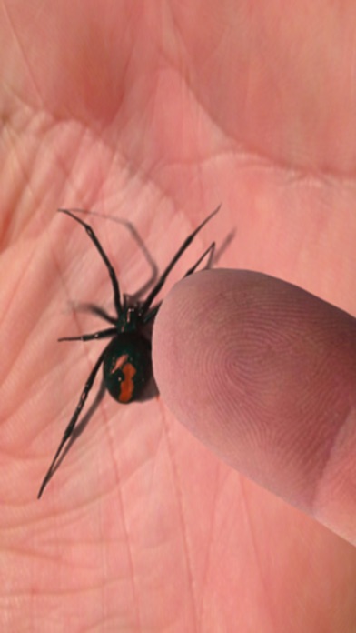 Magic Spider screenshot1