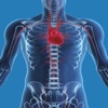Human Biology : Cardiovascular System Quiz
